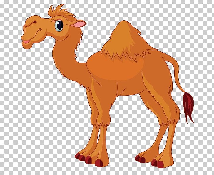 Camel Cartoon Stock Photography PNG, Clipart, Animal Figure, Animals, Animation, Arabian Camel, Camel Free PNG Download