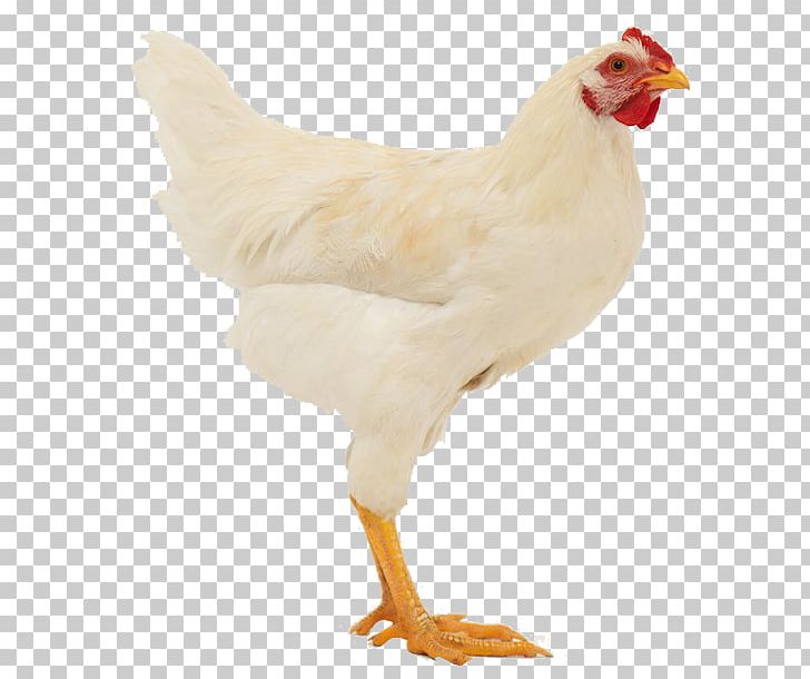 Chicken As Food Alan & Pim's Rotterdam Broiler Veldhoven Kipproducten PNG, Clipart, 11 October, Afacere, Alan Pims Rotterdam, Animals, Aunt Free PNG Download