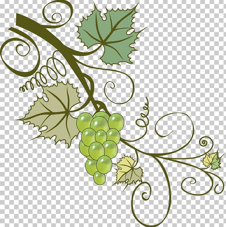 Grapevines Branch Leaf PNG, Clipart, Branch, Cut Flowers, Drawing, Flora, Flower Free PNG Download
