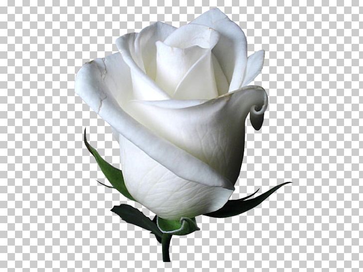 Hybrid Tea Rose Flower Garden Roses Pink White Rose Of York PNG, Clipart,  Free PNG Download