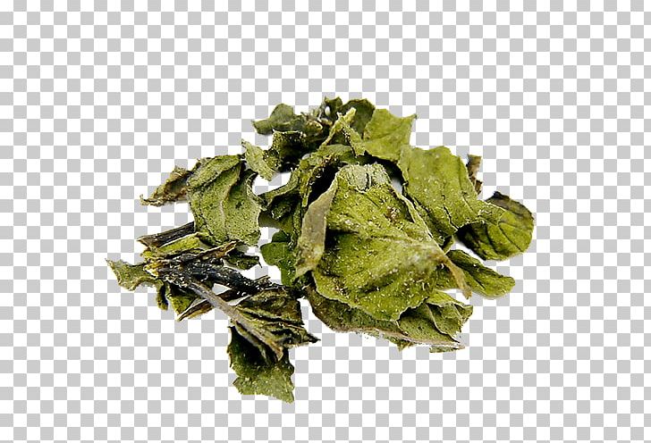 Peppermint Bancha Oolong Leaf Vegetable PNG, Clipart, Bancha, Collard Greens, Food, Herb, Herbalism Free PNG Download