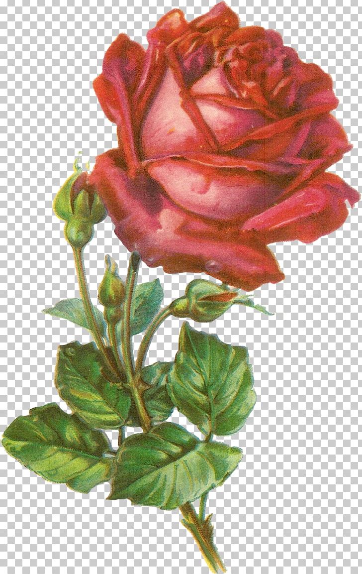 Rose Botanical Illustration Botany PNG, Clipart, Art, Artificial Flower, Botan, Botanical Illustration, Botany Free PNG Download