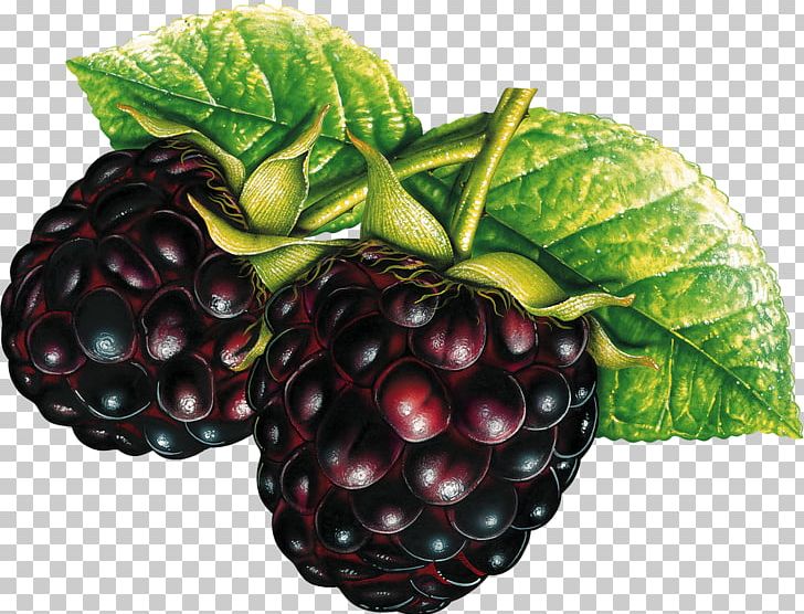 Boysenberry Raspberry Red Mulberry Accessory Fruit Baby Food PNG, Clipart, Accessory Fruit, Auglis, Baby Food, Berry, Blackberry Free PNG Download