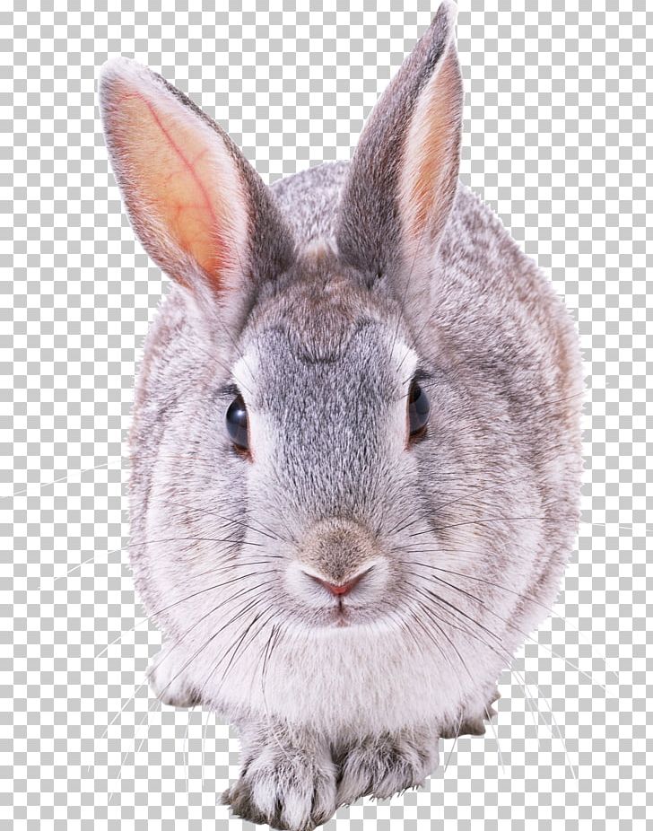 French Lop Hare Domestic Rabbit European Rabbit PNG, Clipart, Animals, Coelho, Computer Icons, Domestic Rabbit, European Rabbit Free PNG Download
