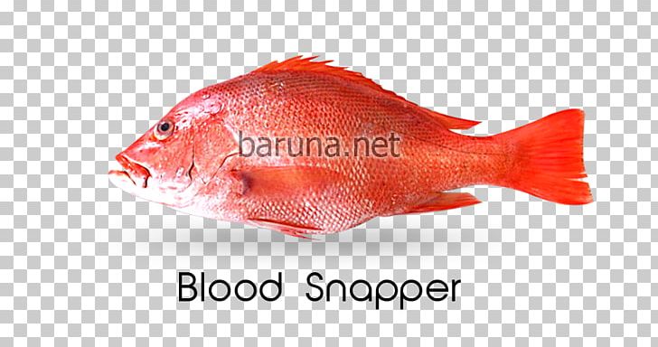 Northern Red Snapper Malabar Blood Snapper Nemipterus Virgatus PT. Nautical Blue Archipelago Fish PNG, Clipart, Animal Source Foods, Drums, Fauna, Fish, Fish Products Free PNG Download