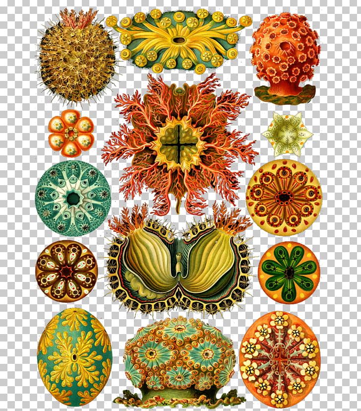 Art Forms In Nature Haeckel's Art Forms From The Ocean CD-ROM And Book Recapitulation Theory PNG, Clipart, Anemone, Art, Art Forms In Nature, Artist, Ascidians Free PNG Download