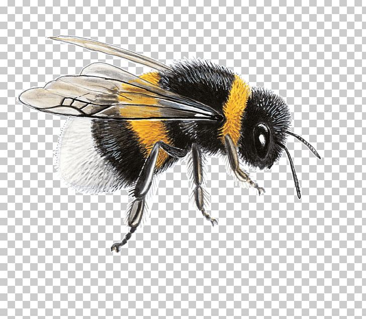 Honey Bee Bumblebee Bombus Terrestris Papilio Machaon PNG, Clipart, Arthropod, Balcony, Bee, Black, Blue Free PNG Download