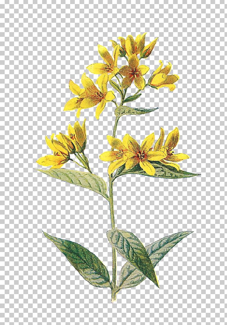 Wildflower Photography PNG, Clipart, Art, Botanical Illustration, Flower, Flowering Plant, Herbaceous Plant Free PNG Download