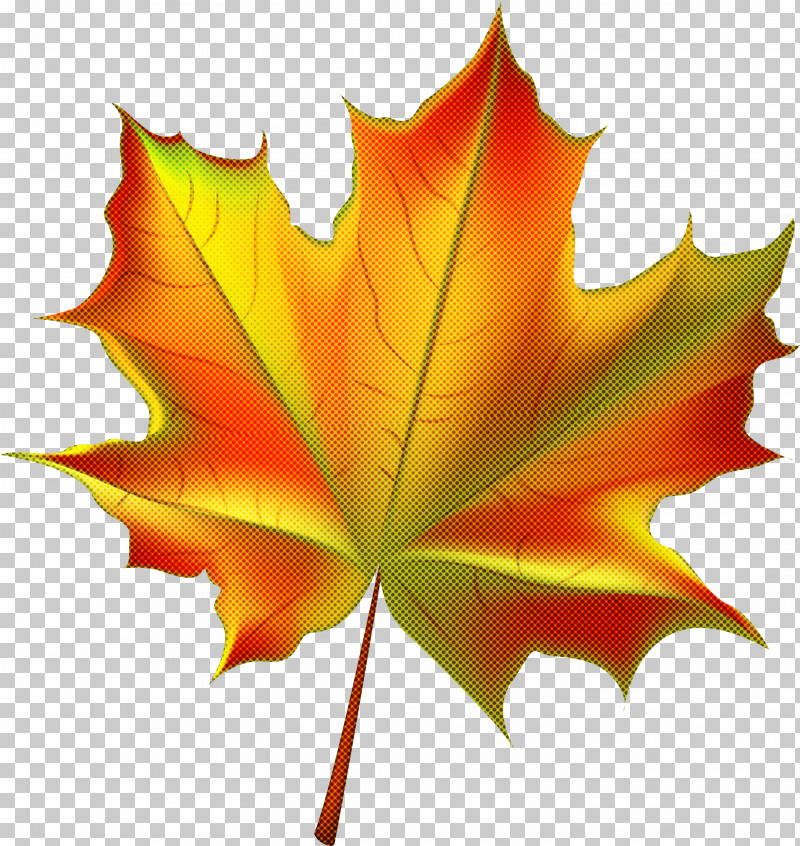 Maple Leaf PNG, Clipart, Black Maple, Deciduous, Leaf, Maple Leaf, Orange Free PNG Download