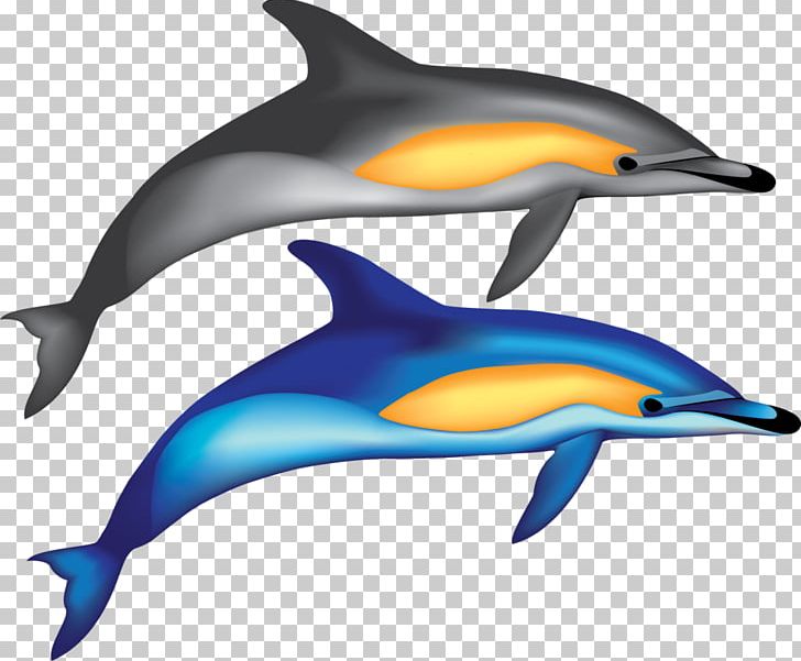 Common Bottlenose Dolphin Short-beaked Common Dolphin Wholphin Tucuxi Rough-toothed Dolphin PNG, Clipart, Animal, Animals, Beak, Bottlenose Dolphin, Cetacea Free PNG Download