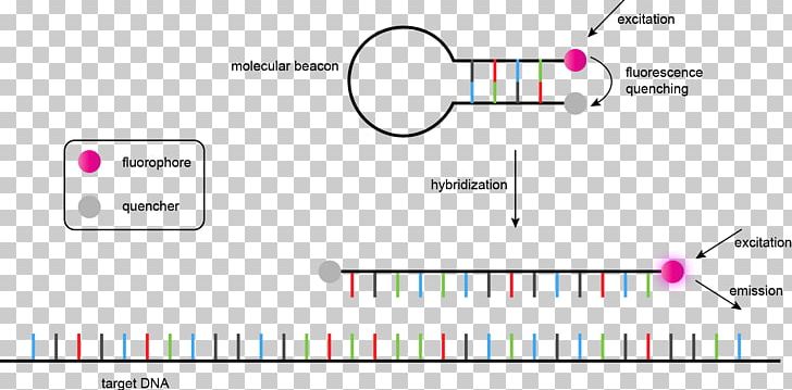 Genome Nucleic Acid Sequence DNA Sequencing PNG, Clipart, Angle, Area, Beacon, Brand, Circle Free PNG Download