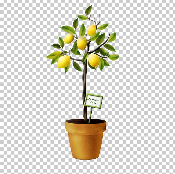 Lemon Tree Auglis PNG, Clipart, Auglis, Drawing, Encapsulated Postscript, Flower, Flowering Plant Free PNG Download