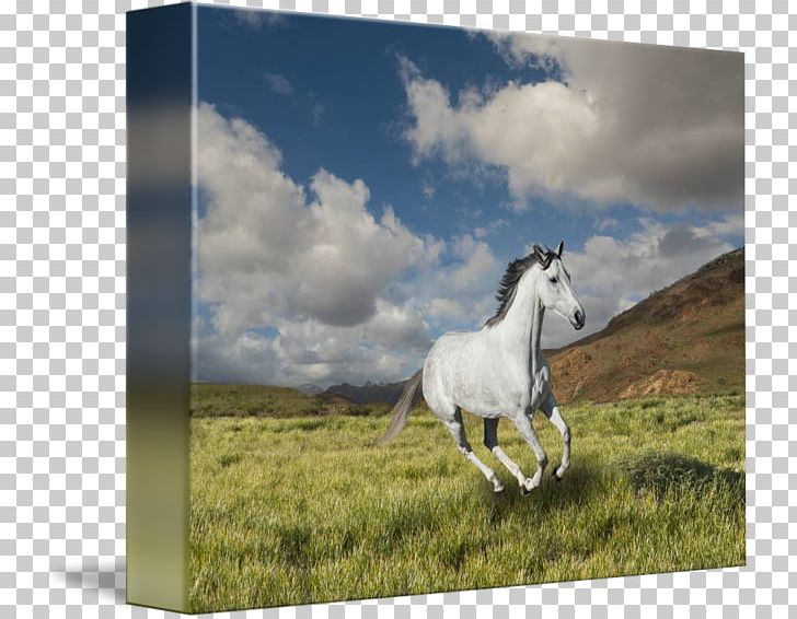 Mustang Mare Stallion Pony Pack Animal PNG, Clipart, Ecoregion, Ecosystem, Fauna, Grass, Grassland Free PNG Download