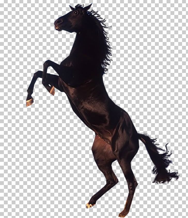 Mustang Pony Arabian Horse Lusitano PNG, Clipart, Animal Figure, Arabian Horse, At Resimleri, Bay, Black Free PNG Download