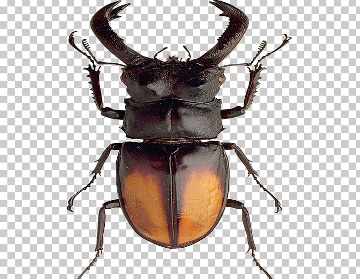 Africa Japanese Rhinoceros Beetle PNG, Clipart, Africa Continent, Africa Map, Arthropod, Beatles, Beetle Free PNG Download