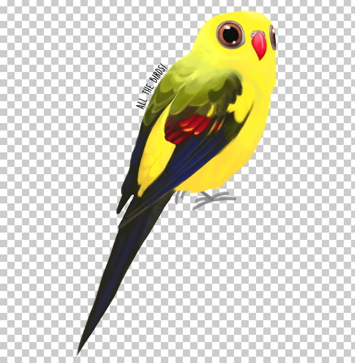 Budgerigar Regent Parrot Bird Princess Parrot PNG, Clipart, Animals, Avian Veterinarian, Beak, Bird, Budgerigar Free PNG Download