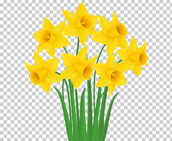 Daffodil PNG, Clipart, Amaryllis Family, Cut Flowers, Daffodil, Desktop Wallpaper, Drawing Free PNG Download