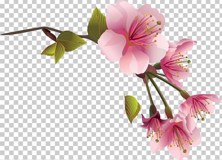 Flower Spring Magnolia PNG, Clipart, Alstroemeriaceae, Blossom, Branch, Cherry Blossom, Clip Art Free PNG Download