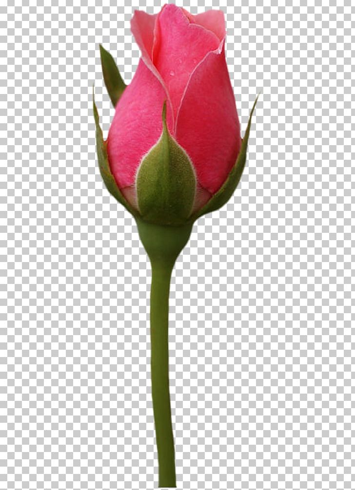 Garden Roses Cabbage Rose Flower PNG, Clipart, Blume, Bud, Closeup, Cut Flowers, De Rosa Free PNG Download