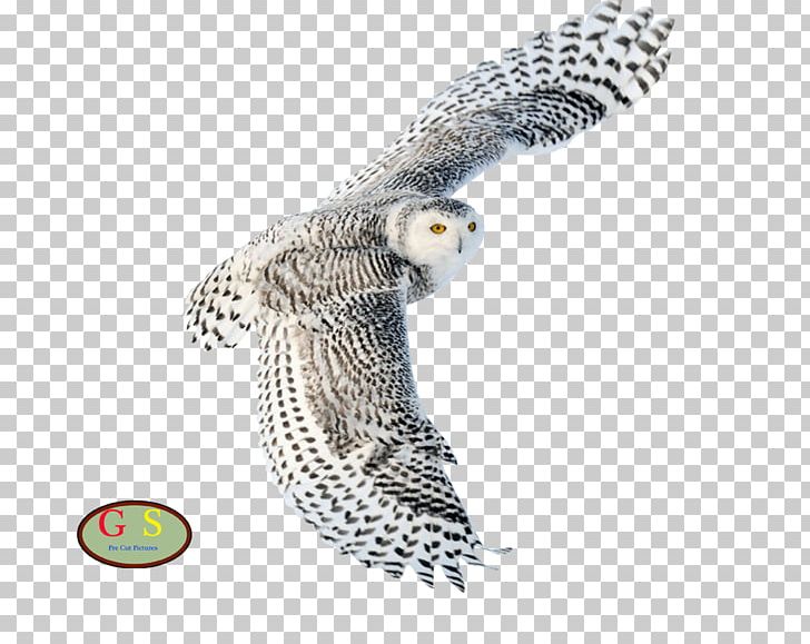 Snowy Owl Desktop Northern White-faced Owl Bird Scops Owl PNG, Clipart, Animal, Animals, Beak, Bird, Bird Of Prey Free PNG Download