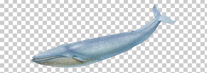 Whale PNG, Clipart, Whale Free PNG Download