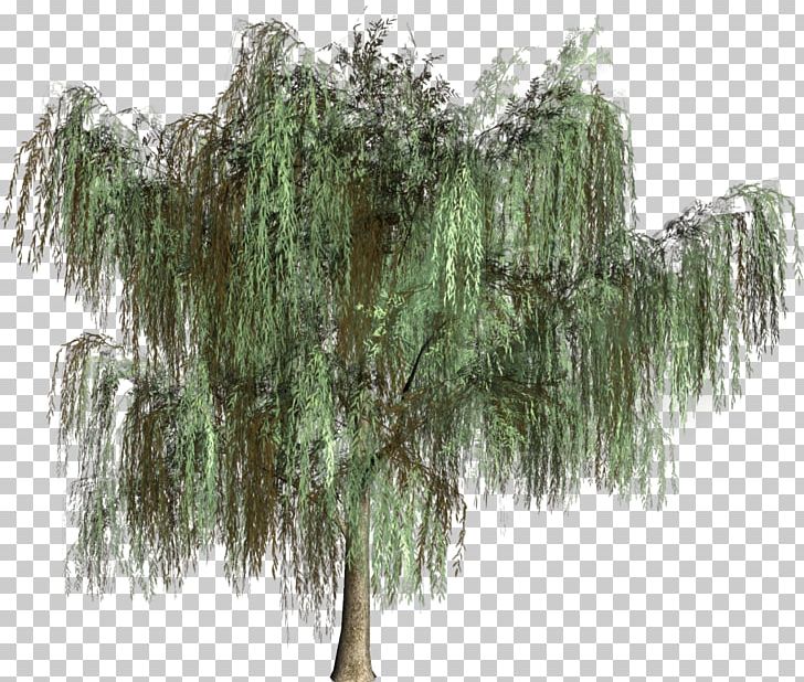 Woody Plant Tree Evergreen Conifers PNG, Clipart, Biome, Branch, Branching, Conifer, Conifers Free PNG Download