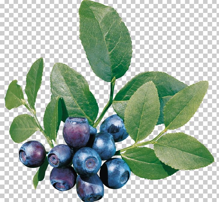 Blueberry Tea Bilberry PNG, Clipart, Aristotelia Chilensis, Berry, Bilberry, Blueberry, Blueberry Tea Free PNG Download