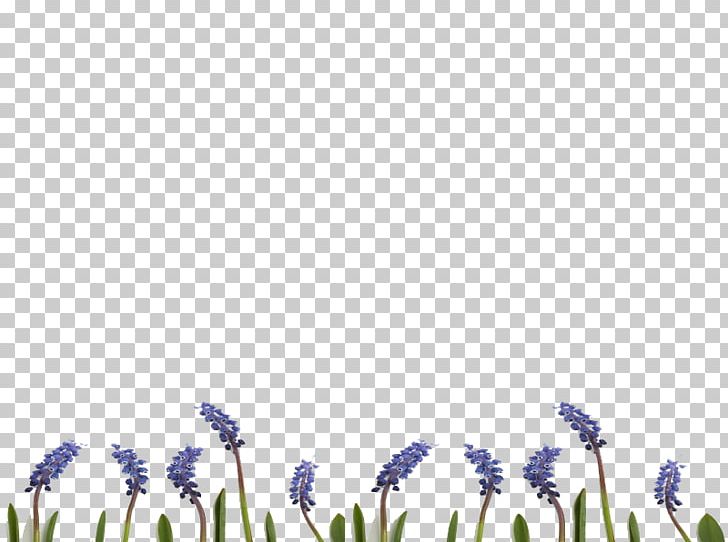 English Lavender Desktop Grasses Font PNG, Clipart, Computer, Computer Wallpaper, Desktop Wallpaper, English Lavender, Family Free PNG Download
