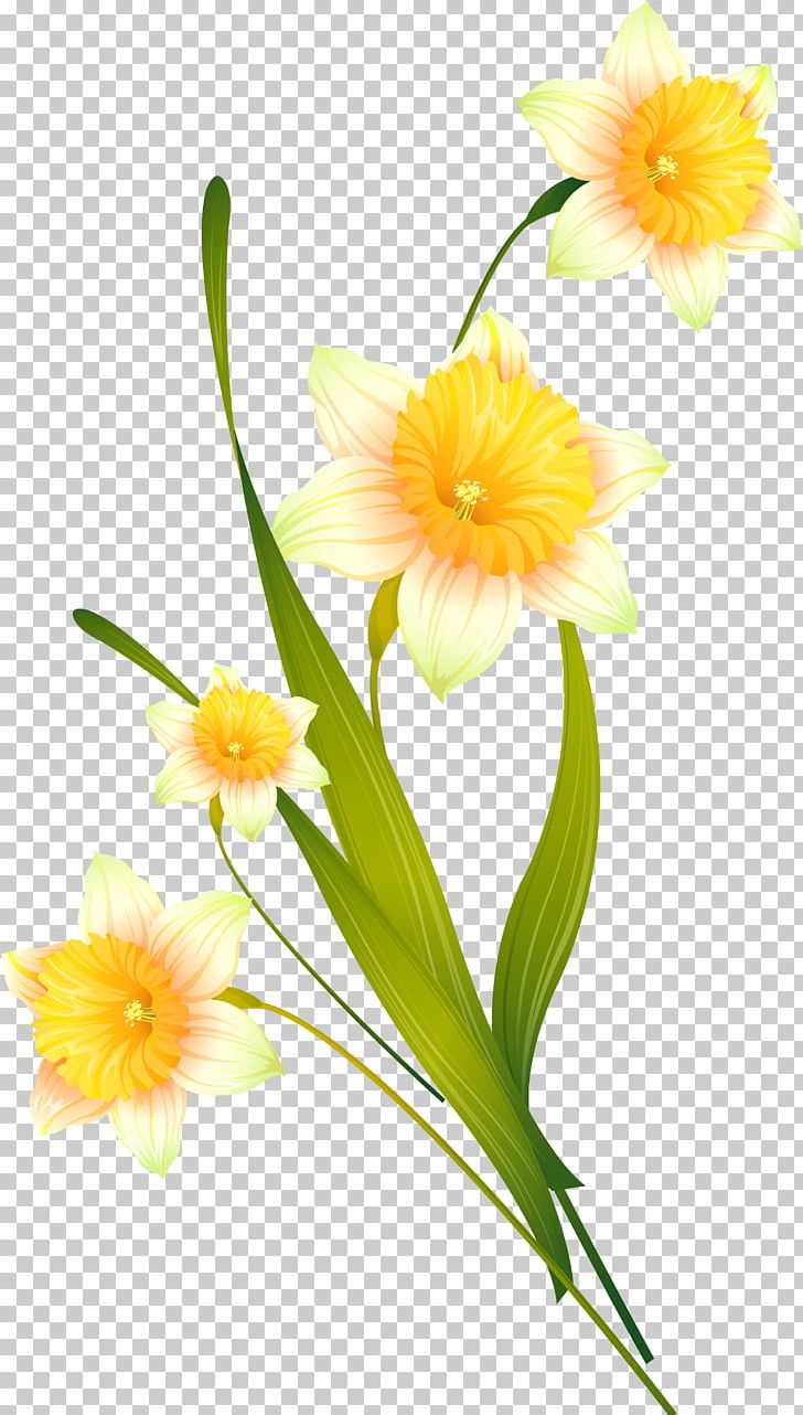Floral Design Photography Daffodil PNG, Clipart, Amaryllis Family, Colorful, Creative, Cut Flowers, Daffodil Free PNG Download
