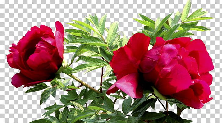 Garden Roses Centifolia Roses PNG, Clipart, Annual Plant, Beach Rose, China Rose, Encapsulated Postscript, Floribunda Free PNG Download