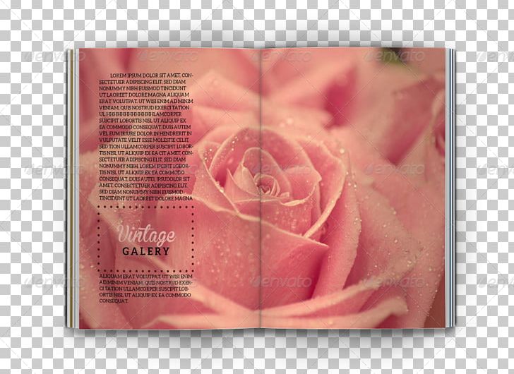 Pink Desktop Red Flower PNG, Clipart, Beach Rose, Blue, Color, Desktop Wallpaper, Floral Design Free PNG Download