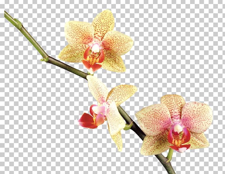 Orchids Flower PNG, Clipart, Clip Art, Computer Software, Flower, Flowering Plant, Liveinternet Free PNG Download