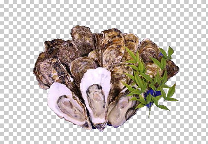 Oyster Mussel Kesennuma Clam Tsukiji Fish Market PNG, Clipart, Animal Source Foods, Brand, Clam, Clams Oysters Mussels And Scallops, Fishing Free PNG Download