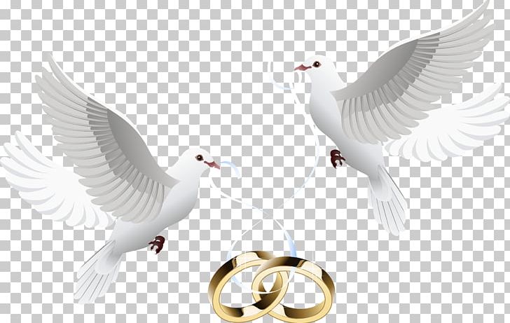 Wedding Invitation Wedding Cake Wedding Ring PNG, Clipart, Animals, Beak, Bird, Bride, Feather Free PNG Download