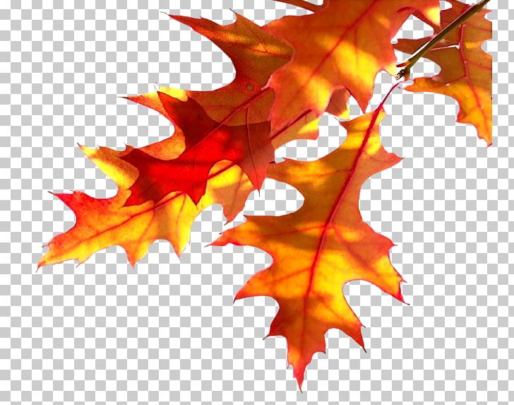 Autumn Plant Tree Desktop Leaf PNG, Clipart, Autumn, Branch, Deco, Desktop Wallpaper, Drawing Free PNG Download