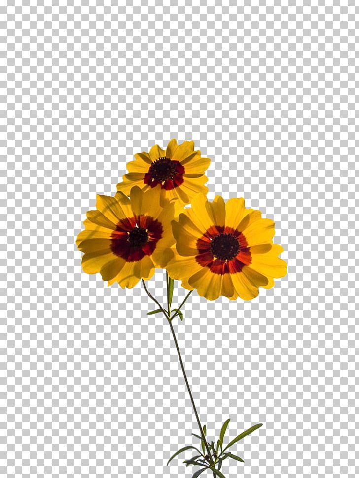 Common Sunflower Transvaal Daisy Chrysanthemum Floral Design Cut Flowers PNG, Clipart, Art, Christmas Decoration, Chrysanths, Dahlia, Daisy Family Free PNG Download