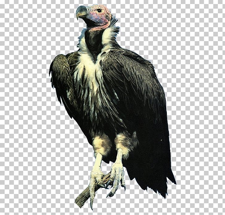 Condor Bald Eagle Lappet-faced Vulture PNG, Clipart, Accipitriformes, Animals, Bald Eagle, Beak, Bird Free PNG Download