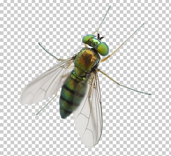 Greenhead Horse Fly Mosquito Pest Control Pterygota PNG, Clipart, A1 Exterminators, Arthropod, Bed Bug, Bed Bug Bite, Fly Free PNG Download