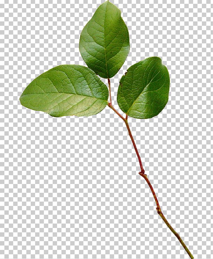 Leaf Twig Plant Stem PNG, Clipart, Autumn Leaf Color, Branch, Deciduous, Download, Hugh Turvey Free PNG Download