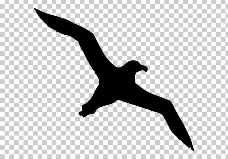 Bird Gulls Mollymawk Silhouette PNG, Clipart, Albatross, Animals, Beak, Bird, Black Free PNG Download