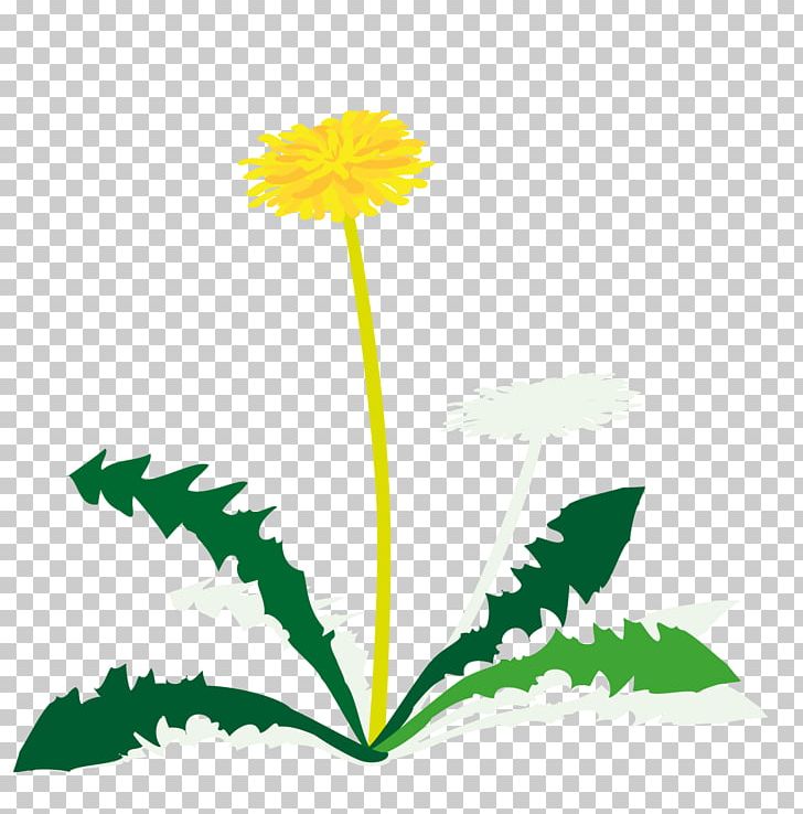 Dandelion Leaf Petal Plant Stem PNG, Clipart, Artwork, Daisy, Daisy Family, Dandelion, Flora Free PNG Download
