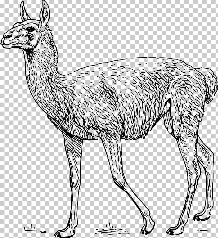 Guanaco Llama PNG, Clipart, Animal Figure, Black And White, Camel Like Mammal, Deer, Download Free PNG Download
