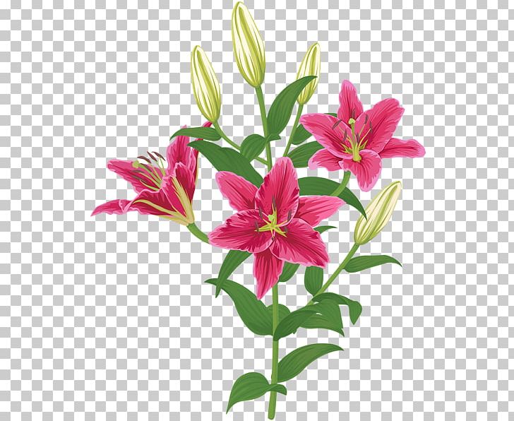 Lilium Petal Flower PNG, Clipart, Alstroemeriaceae, Bud, Cut Flowers, Flower, Flowering Plant Free PNG Download