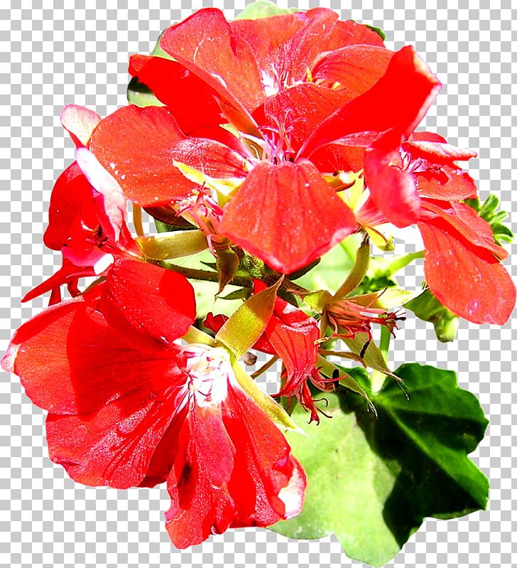Brush Flower PNG, Clipart, Annual Plant, Begonia, Borste, Brush, Clip Art Free PNG Download