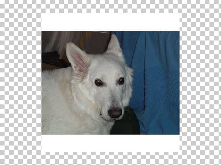 Dog Breed Berger Blanc Suisse White Shepherd Canaan Dog Kishu PNG, Clipart, Berger Blanc Suisse, Breed, Canaan Dog, Carnivoran, Dog Free PNG Download