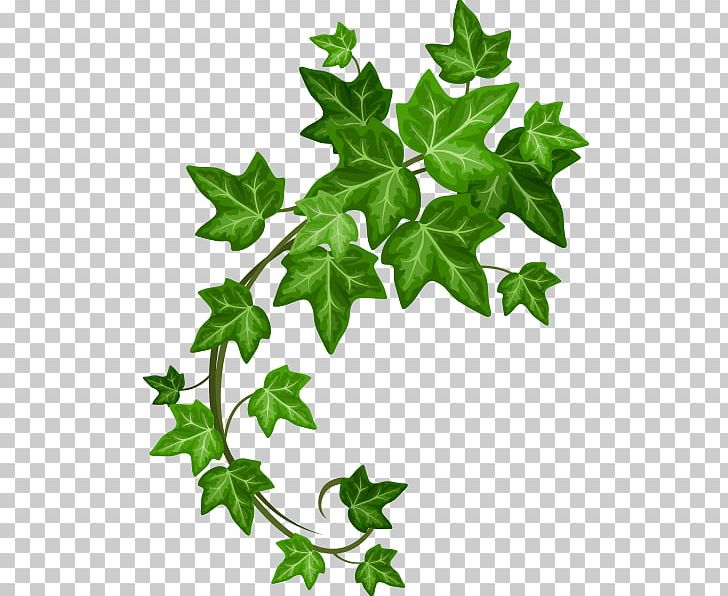 Ivy PNG, Clipart, Art, Branch, Drawing, Flowering Plant, Ivy Free PNG Download