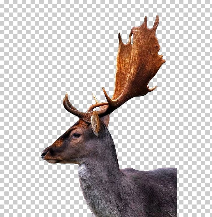 Reindeer Deer Horn PNG, Clipart, Animal, Antler, Cartoon, Christmas Deer, Computer Icons Free PNG Download