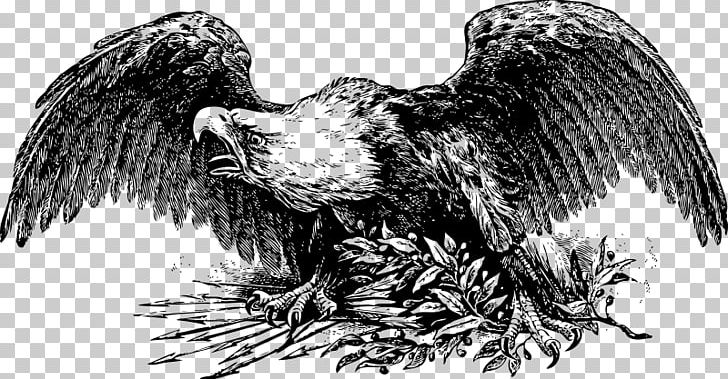 Bald Eagle PNG, Clipart, Animals, Bald Eagle, Beak, Bird, Bird Of Prey Free PNG Download