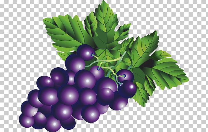 Common Grape Vine Berry PNG, Clipart, Berry, Bilberry, Cherry, Encapsulated Postscript, Flat Design Free PNG Download