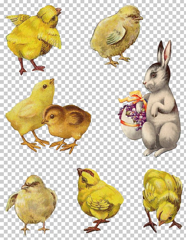 Easter Collage Cardmaking PNG, Clipart, Animal, Beak, Bird, Cardmaking, Chicken Free PNG Download